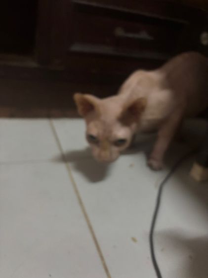 แมวสปริงโตแล้ว รูปที่ 7