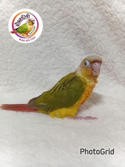 พายแอปเปิ้ล รูปที่ 4