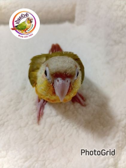 พายแอปเปิ้ล รูปที่ 3