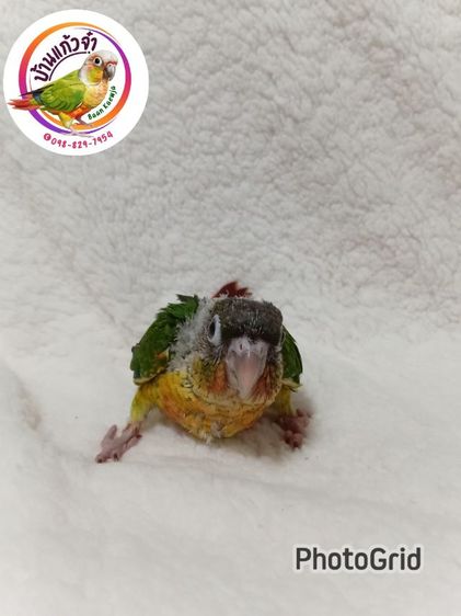 เยลโลไซค์ รูปที่ 6