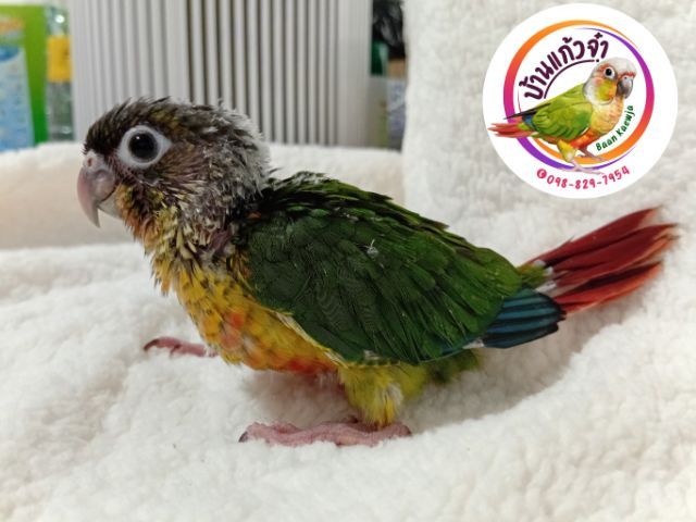 กรีนชีค เยลโลไซค์