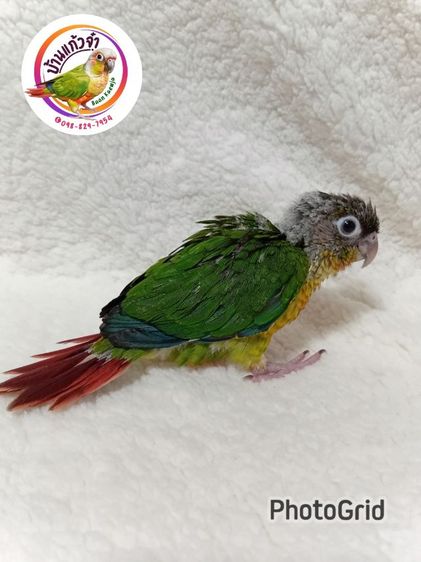 เยลโลไซค์ รูปที่ 5