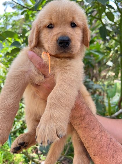 โกลเด้นรีทรีฟเวอร์ รูปที่ 4