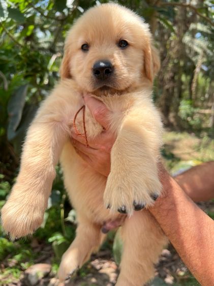 โกลเด้นรีทรีฟเวอร์ รูปที่ 2