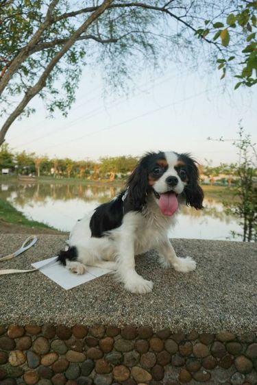 คาวาเลียร์ คิง ชาลส์ สแปเนียล (Cavalier King Charles Spaniel) เล็ก คาวาเลียร์ คิงชาลส์ สแปเนียล เพศเมีย Cavalier King Charles Spaniel Female