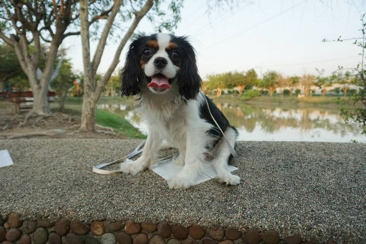 คาวาเลียร์ คิงชาลส์ สแปเนียล เพศเมีย Cavalier King Charles Spaniel Female รูปที่ 2