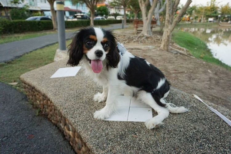 คาวาเลียร์ คิงชาลส์ สแปเนียล เพศเมีย Cavalier King Charles Spaniel Female รูปที่ 3