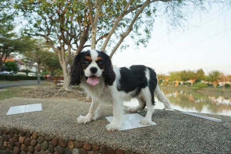 คาวาเลียร์ คิงชาลส์ สแปเนียล เพศเมีย Cavalier King Charles Spaniel Female รูปที่ 6