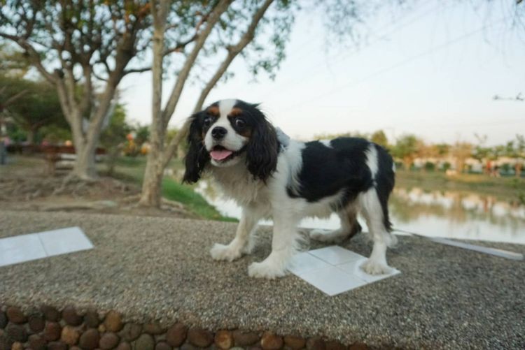 คาวาเลียร์ คิงชาลส์ สแปเนียล เพศเมีย Cavalier King Charles Spaniel Female รูปที่ 5
