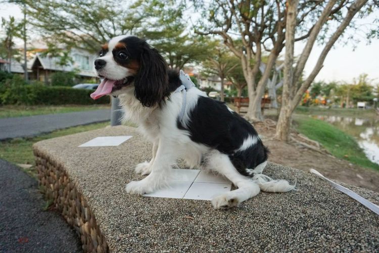 คาวาเลียร์ คิงชาลส์ สแปเนียล เพศเมีย Cavalier King Charles Spaniel Female รูปที่ 4