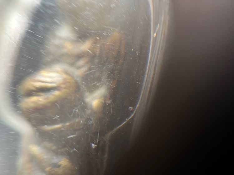 หลวงปู่เทพโลกอุดร อุ้มบาตร รูปที่ 4