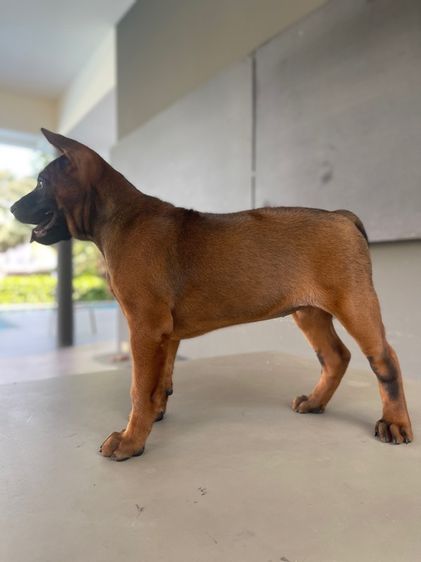 ไทยหลังอาน รูปที่ 6