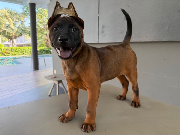 ไทยหลังอาน รูปที่ 4