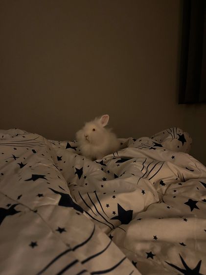 กระต่ายเนเธอร์แลนด์ดวอฟ