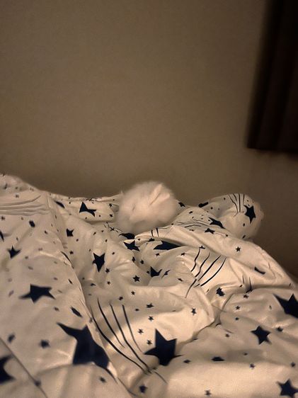 กระต่ายเนเธอร์แลนด์ดวอฟ รูปที่ 3