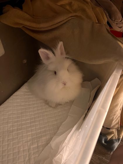 กระต่ายเนเธอร์แลนด์ดวอฟ รูปที่ 4