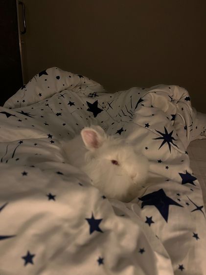 กระต่ายเนเธอร์แลนด์ดวอฟ รูปที่ 2