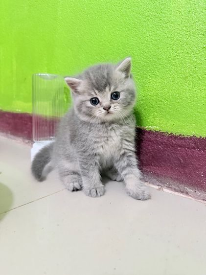 British  รูปที่ 3