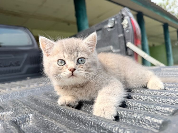 บริติช ชอร์ตแฮร์ (British Shorthair) British 