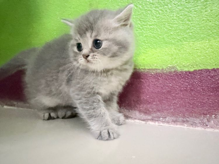 British  รูปที่ 4