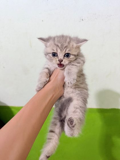 บริติช ชอร์ตแฮร์ (British Shorthair) British 