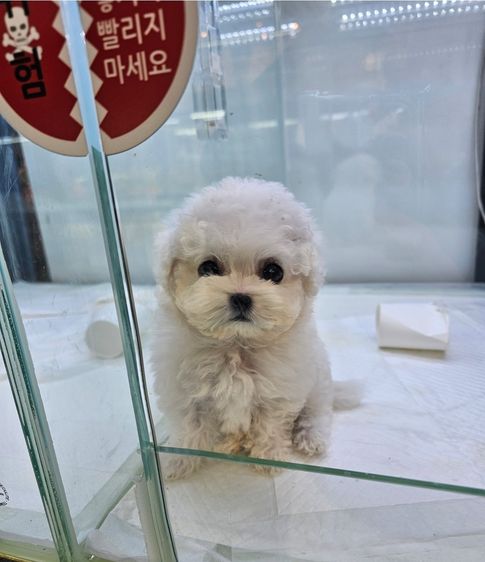 อื่นๆ เล็ก ลูกสุนัขนำเข้าจากเกาหลี