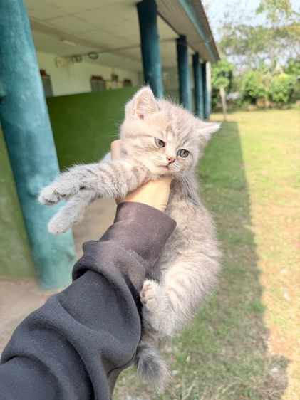 British  รูปที่ 2