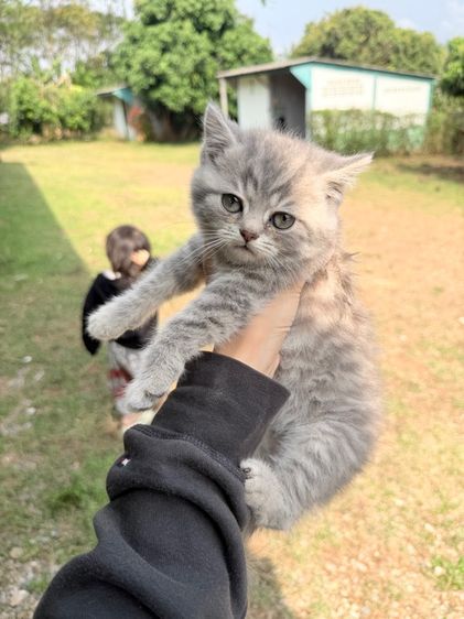 British  รูปที่ 3