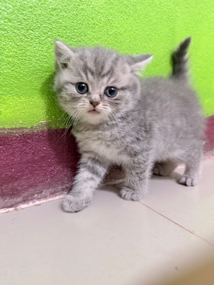 บริติช ชอร์ตแฮร์ (British Shorthair) British 