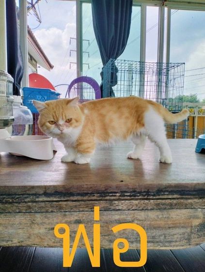 มันช์กิ้น เพศผู้ 2เดือน รูปที่ 5