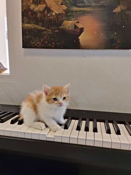 มันช์กิ้น เพศผู้ 2เดือน รูปที่ 2