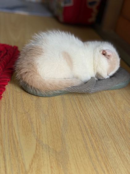 ลูกแมวสก๊อตติชโฟลด์ รูปที่ 2