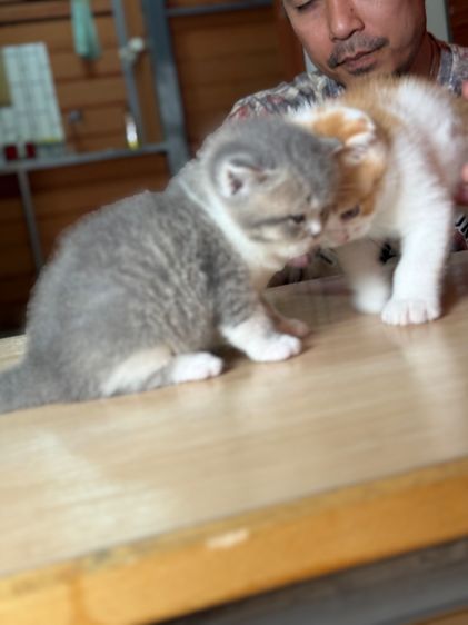 ลูกแมวสก๊อตติชโฟลด์ รูปที่ 7