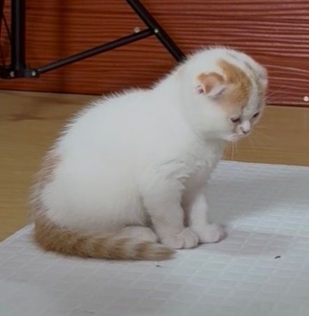 ลูกแมวสก๊อตติชโฟลด์ รูปที่ 3
