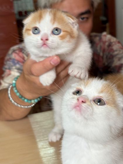 ลูกแมวสก๊อตติชโฟลด์ รูปที่ 13