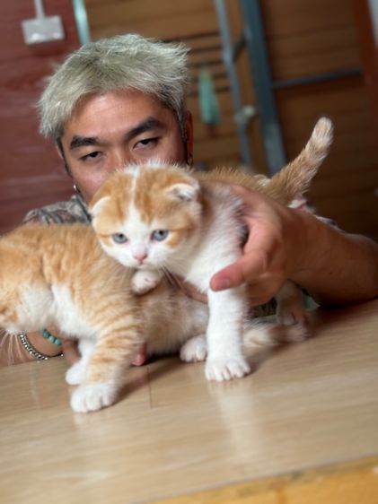 ลูกแมวสก๊อตติชโฟลด์ รูปที่ 12