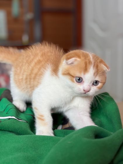 ลูกแมวสก๊อตติชโฟลด์ รูปที่ 11