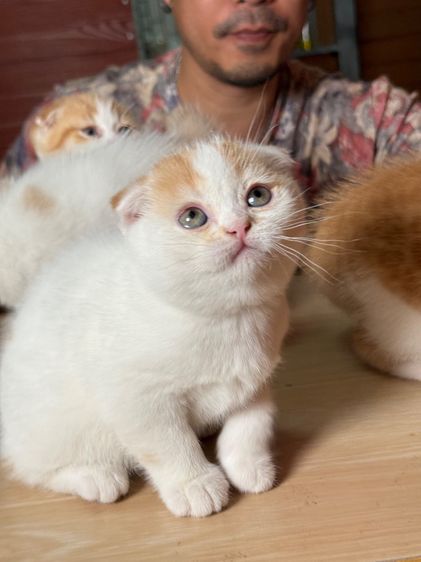 ลูกแมวสก๊อตติชโฟลด์ รูปที่ 14