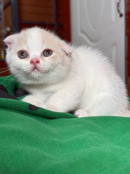 ลูกแมวสก๊อตติชโฟลด์ รูปที่ 8