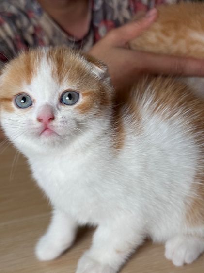 ลูกแมวสก๊อตติชโฟลด์ รูปที่ 15