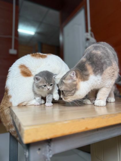 ลูกแมวสก๊อตติชโฟลด์ รูปที่ 6