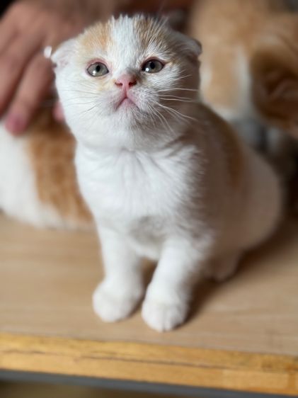 ลูกแมวสก๊อตติชโฟลด์ รูปที่ 18