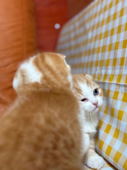 ลูกแมวสก๊อตติชโฟลด์ รูปที่ 5