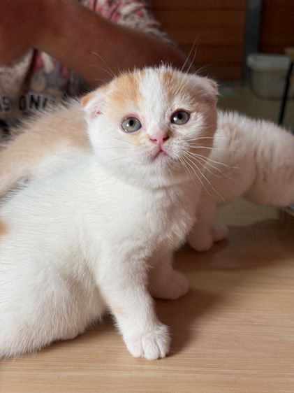 ลูกแมวสก๊อตติชโฟลด์ รูปที่ 17