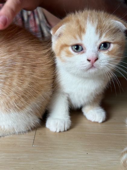 ลูกแมวสก๊อตติชโฟลด์ รูปที่ 16