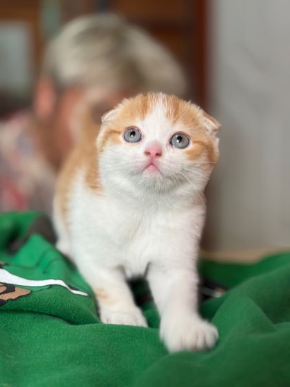 ลูกแมวสก๊อตติชโฟลด์ รูปที่ 10