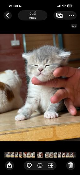 ลูกแมวสก๊อตติชโฟลด์ รูปที่ 4