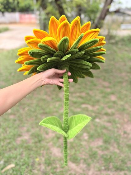 ดอกทานตะวัน รูปที่ 2