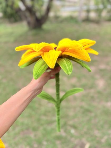 ดอกทานตะวัน รูปที่ 6