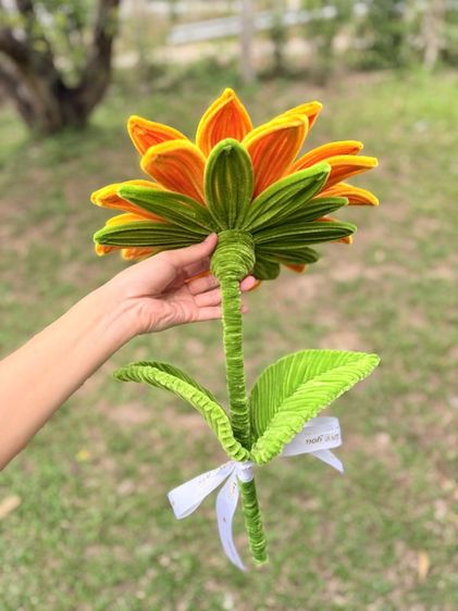 ดอกทานตะวัน รูปที่ 4